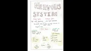 Nervous System (Zoology) Handwritten Notes 📚 #shorts | #handwritten #aesthetic #notes | NewtonDesk