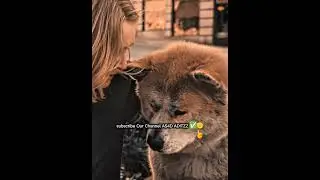 A Sad Dog and a Heart-Touching Human Hug 😭🐕#shortvideo #viral #shortsfeed #shorts #viralvideo