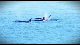 Six Bigg's Killer Whales, aka Transient Orcas, Northbound in Haro Strait,  Sunday, June 8, 2025