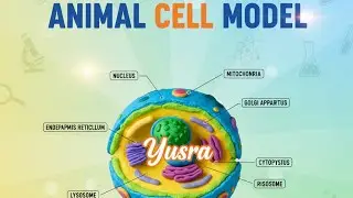 Animal Cell Model Presentation | Yusra | NASIR Academy