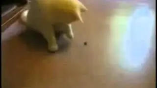 Cat chasing bug