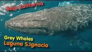 BAJA CALIFORNIA - whale watching a Laguna S.Ignacio - Riserva della Biosfera del Vizcaìno - MEXICO
