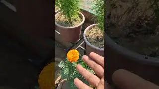 😍Wow || Summer Garden View #gardening #odiavlog #viral #mygardenflowers #odia #shorts