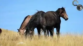 Livanjski divlji konji s kruga - Wild Horses Livno