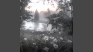 Forest Notes