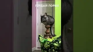 ❤️ГОРДЫЙ ПОРШЕ🐾 #стрижка #красивый #питомец #шиншилла #любовь #пушистый #питомцы #любителиживотны...