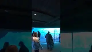 Dolphin Underwater Viewing at SeaWorld Orlando
