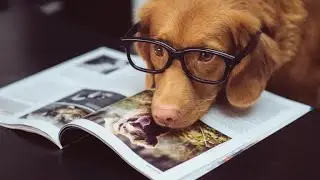 Meet the World&rsquo;s Smartest Dog | Amazing Canine Intelligence Revealed@Animalfacts-z7u