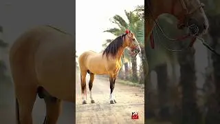 Karmanwala Horse Most Beautiful And Famous stallion of Pakistan #horse #Karmanwalaghora