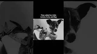 Sadly, Laika&rsquo;s visit to space was a one-way trip | The Story of Laika, The Space Dog #history