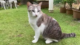 Cat Daily Adventure🌿Nature Relaxation Brings You Relaxed And Calm Energy🐈Calm, Relaxing Music🎶