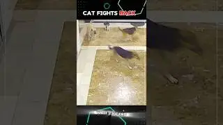 Bigger Dog Attack Puppy... But Cat Fights Back #trending#animals#wildlife#shorts