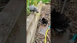 Jumping Chicken! 😂 Chicken attempts daring jump! 🐔😂