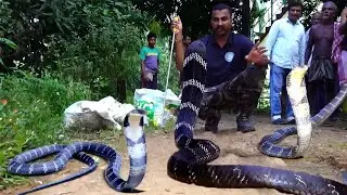 3 खतरनाक किंग कोबरा रेस्क्यू ऑपरेशन्स | King Cobra Snake Rescue Video
