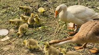 How Cute! Baby Ducks Swimming With Mom & Dad 🐥🦆 | 4K 