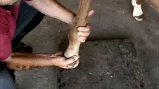 Magnetotherapy to the foal