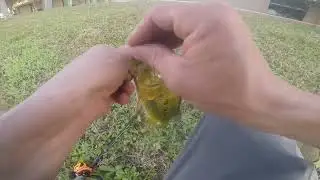Fishing outside Dick's Sporting Goods in Naples Florida. 