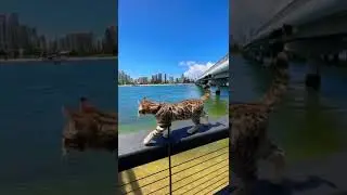 Bengal cat walking on a harness!