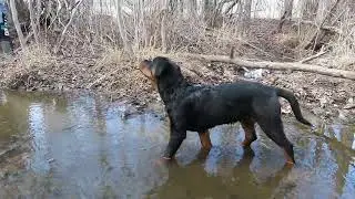 2022-43 Rottweiler puppy playing in a creek - Indigo vd Hause Roush