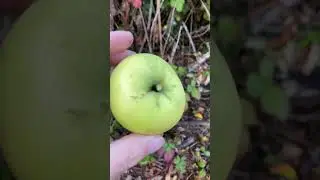 Hunt for apples: yellow roadside apple #appletree #fruitrees #fruittree