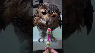 Owl core🤣He makes himself look like this😅 #living_life #funny #viralvideo #Shorts #Owl #animals
