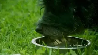 Dog Drinking Water In Slowmotion (FPS1000 Platinum)