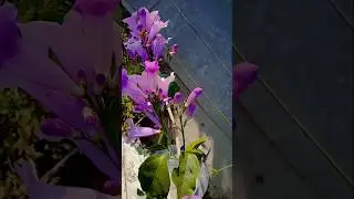 beautiful natural flower.#garlic wine#permanent flowering plant#plant#gardening