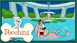 Poochini el perro!!!