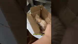 Unboxing Kucing Oyen #kucingkampung #kucinggemoy #kucinglucu #kucingimu