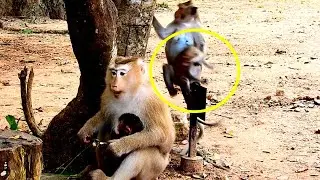 What Happened? Rose Monkey Feeling Not Safe When Julina Monkey Steal Attac-k Annya Monkey Behind.