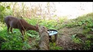 Do infrared cameras spook deer? How to best use trail cameras over RacH2O sources