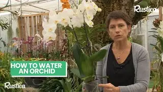 💧 Expert Tips on Watering Potted Orchids! 🌸 Keep Your Orchid Roots Healthy 🌿