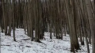 la vanatoare... m-a vizitat un caprior, Capreolus capreolus