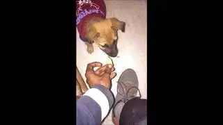 Happy Birthday Sugar - Sugar's First Birthday