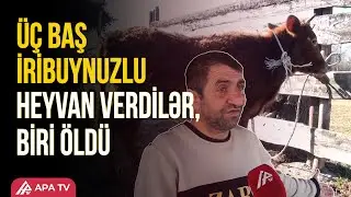 Ucar sakini ona verilən inəklərin xəstə olduğunu iddia edir | APA TV