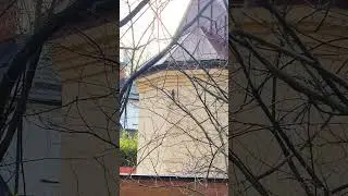 #Птица 🦜Седой зелёный #дятел или&nbsp;седоголовый дятел Picus canus на стене Grey-Headed Woodpecker