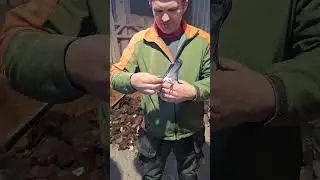 Vandanabelle londuje w rozplodzie