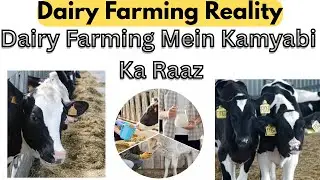 Success in Dairy Farming | Imported Breeds | How Start Dairy Farming Business | kamiyab Dairy Farm 