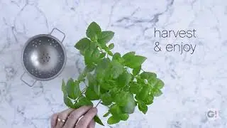 Modern Sprout&reg; Indoor Herb Garden Kit