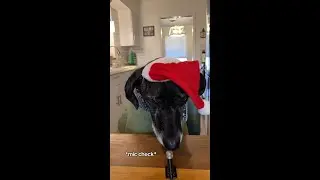 Can Dogs Eat Cranberries?