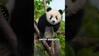 Pandas The Gentle Giants of the Misty Mountains