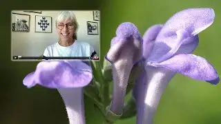 What is the Difference between American skullcap and Chinese skullcap?
