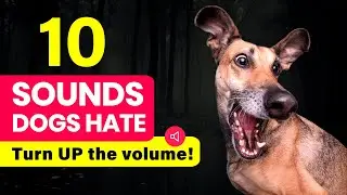 10 Sounds That Dogs HATE To Hear - Your Dog Go CRAZY!