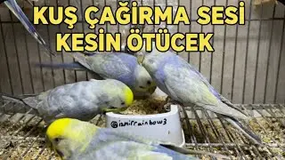 MUHABBET KUŞU ÇAGIRMA! KESİN GELİCEK