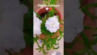 planter makeover #my home 🏠 my gardening
