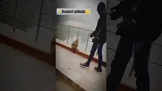 🙏 Respect animals 🫡#animals #viralvideo #youtubeshorts