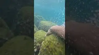 Je veux manger du poisson les gars 😁 🐟