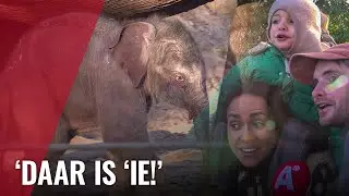 Olifantenkalfje Mook Uhm voor het eerst naar buiten