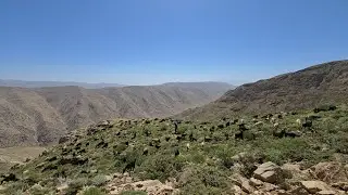Nomadic Life: An Amazing Adventure in Mountains | Traditional Herding in the Heart of the Zagros 🐑🏔️