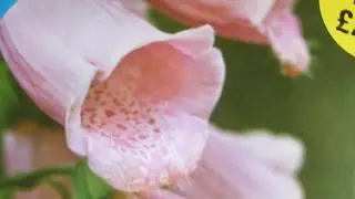 Foxglove Seeds - Digitalis purpurea &acute;Apricot' -  Fingurbjargarbl&oacute;m - Sumarbl&oacute;m - Bl&oacute;mafr&aelig;